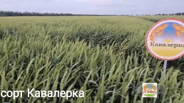 Какие выбирать сорта озимой пшеницы для создания сортовой мозаики смотреть онлайн