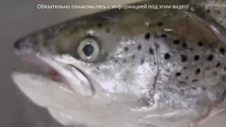 Омега 3 рыбий жир: Биафишенол,Меллер,Доппельгерц Актив,Солгар,Витрум Кардио,Уник,НСП-применение,цена