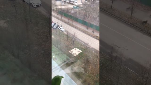 Стая собак, около 20 особей смотреть онлайн