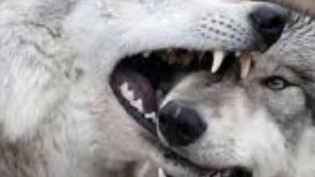 группа Бумер-Два Ангела смотреть онлайн