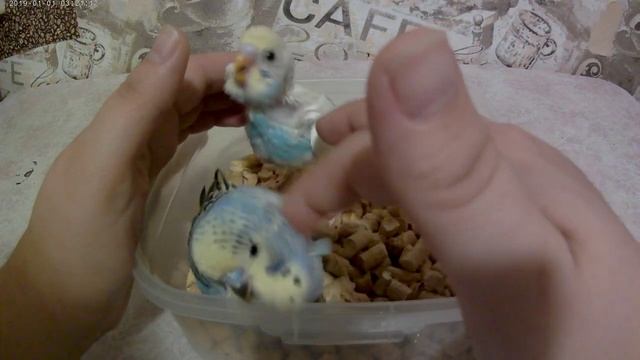 Как отличить Чеха от обычного волнистого попугая. смотреть онлайн