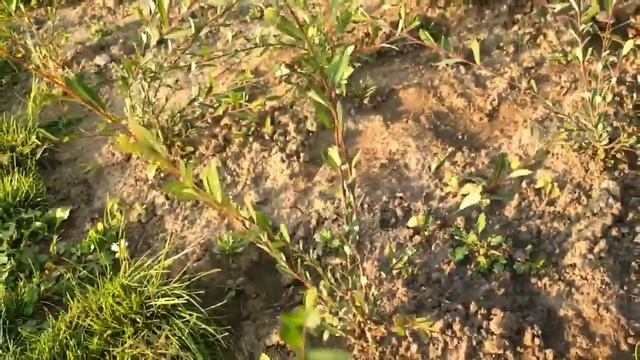 Ива Маяк-2 смотреть онлайн