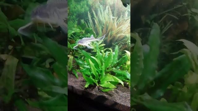 стерлядь в аквариуме смотреть онлайн