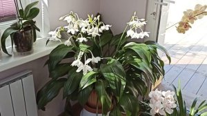 Эухарис .Уход.Правильная посадка.