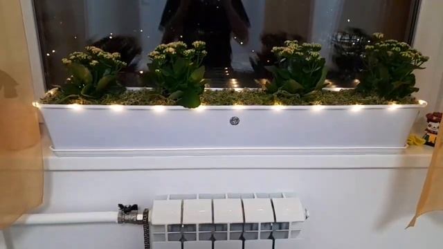 Каланхое. Фитодизайн