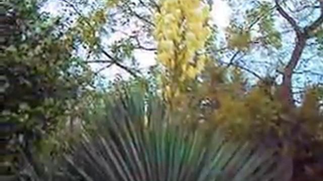 Юкка, гигантские соцветия в декабре. Лазаревское, 2012 смотреть онлайн