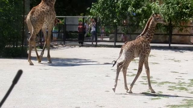Жирафенок из Белогорска впервые увидел своего папу смотреть онлайн
