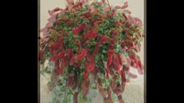 Мои цветочки-Акалифа смотреть онлайн