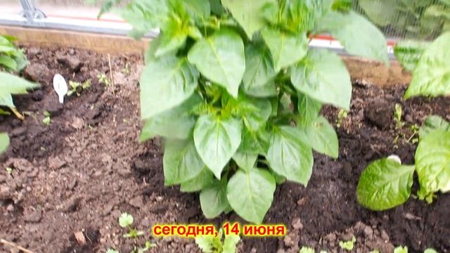 Перец чили на даче. Отчет про тепличные перцы. Каролина Рипер и Тринидад Скорпиона Моруга огромны! смотреть онлайн