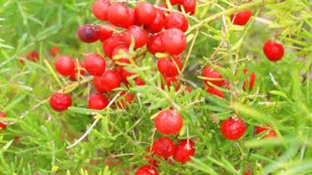 Terra Monsalvat Flowers смотреть онлайн