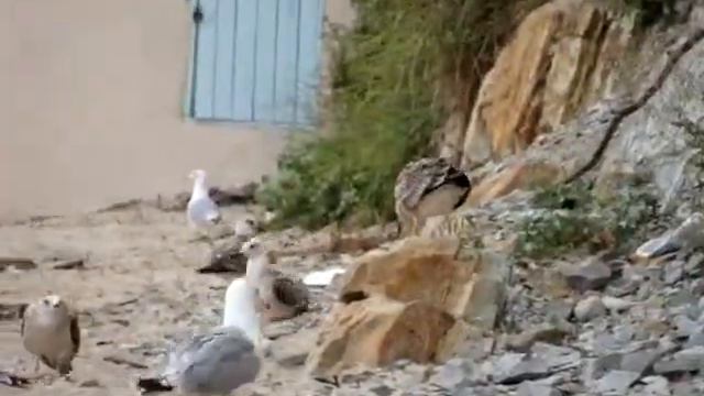 чайки на море / seagulls on the sea смотреть онлайн