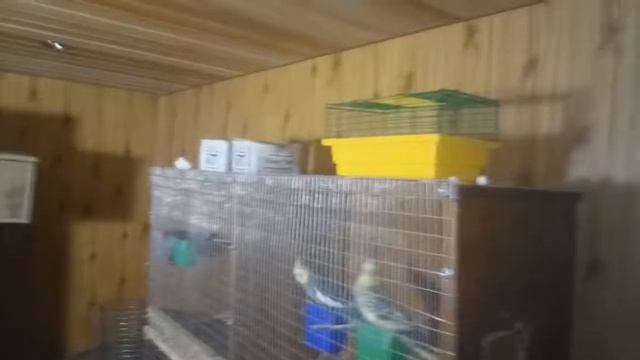 ПРОВЕРКА ГНЕЗД НА НАЛИЧИЕ ЯИЦ - РАЗВЕДЕНИЕ ВОЛНИСТЫХ ПОПУГАЕВ