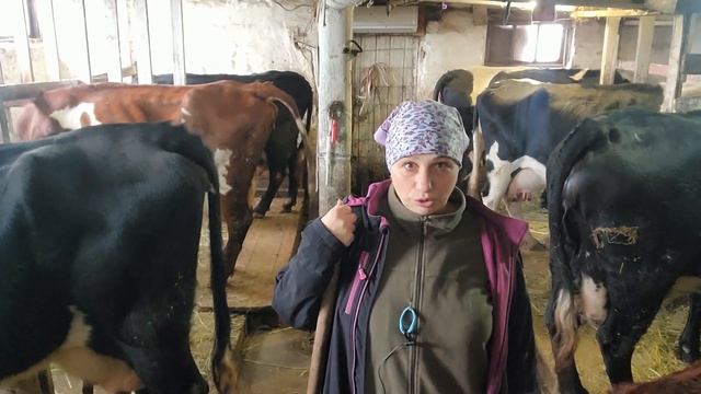 Суточный удой моих коров Сколько корова даёт молока смотреть онлайн