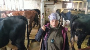 Суточный удой моих коров Сколько корова даёт молока