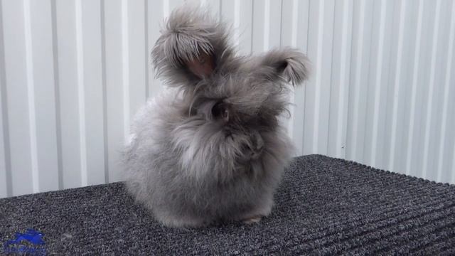 Ангорский кролик голубого окраса - Angora Blau