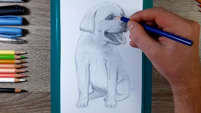 Как нарисовать собаку (лабрадор) простым карандашом. Урок рисования. смотреть онлайн