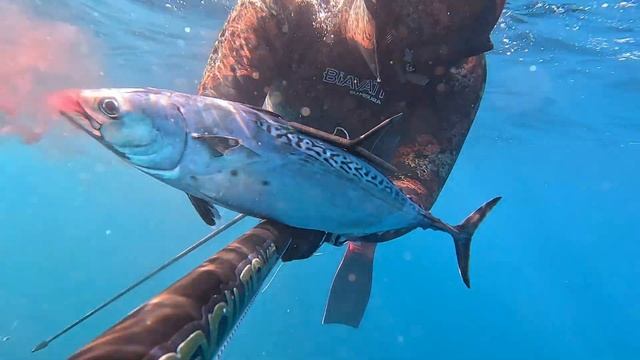PESCA SUB SARDEGNA: TONNO GIGANTE IN 3 METRI D'ACQUA смотреть онлайн