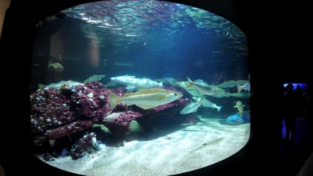 Посуточная сдача квартиры. Обзор апартаментов в Дюнкерк. Океанариум Nausicaa! смотреть онлайн