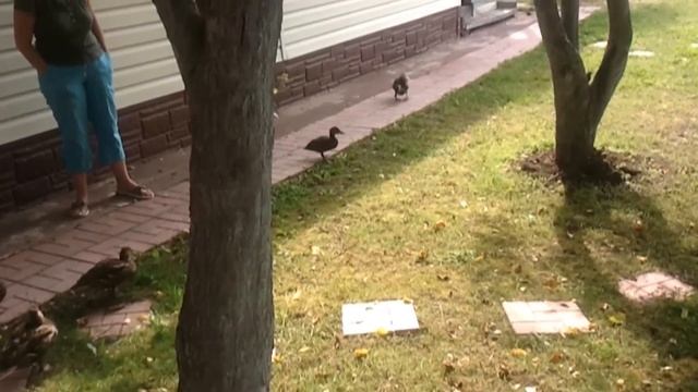 Храбрый утенок