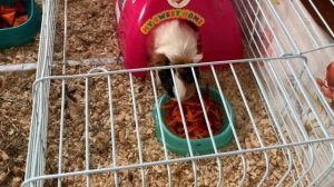 У морской свинки сломался зуб! Что же делать??? Возможные причины