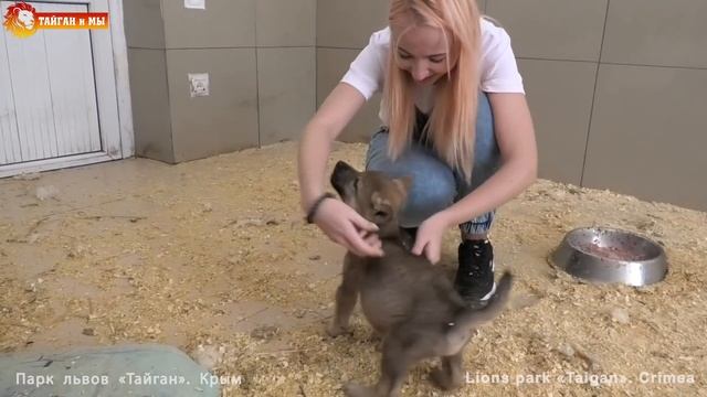 Волчья стая! Осторожно, будете зализаны ? Тайган. Wolf Pack! Attention, They Will Lick You! Taigan.