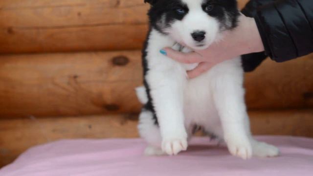Yakutian Laika Puppy . Rave Review Doll Who Sparkles . Якутская Лайка.