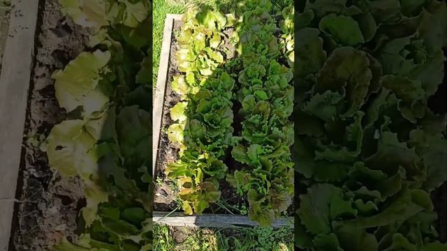 #дача! Обзор нашего огорода! (1 часть)