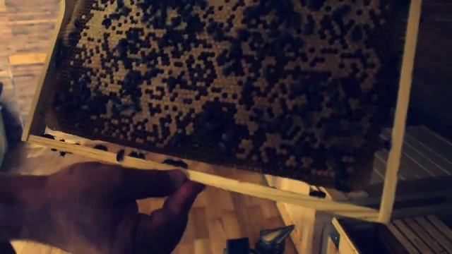 Сон на пчелах смотреть онлайн