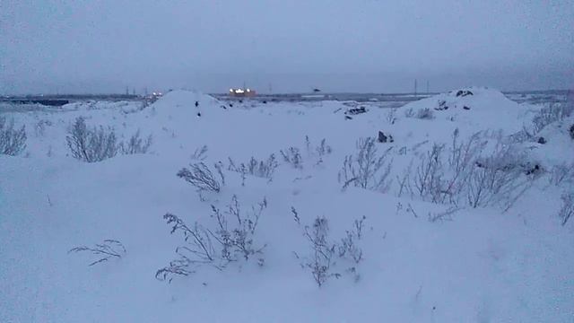 Опять заснял куропаток вблизи кормушки!!! смотреть онлайн