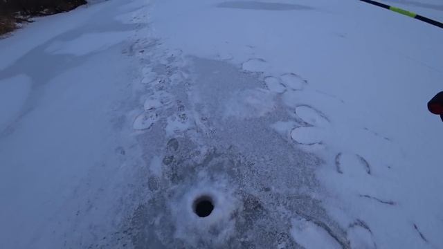 ДВА ДНЯ ПРИЕЗЖАЛ К РЫБНЫМ ЛУНКАМ! Щедрый лёд на реке! Ловля щуки на балансир. смотреть онлайн