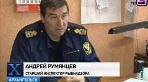 Огромные пираньи появились в реках под Архангельском