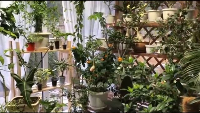 В КАКОЕ ВРЕМЯ ГОДА ПЕРЕСАЖИВАТЬ КОМНАТНЫЕ ЦВЕТЫ? смотреть онлайн