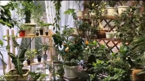 В КАКОЕ ВРЕМЯ ГОДА ПЕРЕСАЖИВАТЬ КОМНАТНЫЕ ЦВЕТЫ?