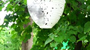 Crying Baby! Giant Bee Steals Candy Lollipop IRL - Bad Kids Pretend Play & Learn Colors with Candy