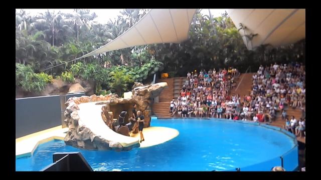 Tenerife Loro Park Милейшие морские котики смотреть онлайн
