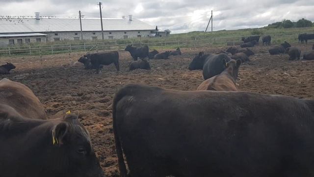490 голов Абердин Ангус нетели племенные в продаже для экспорта КРС 490 heads of Aberdeen Angus bre смотреть онлайн