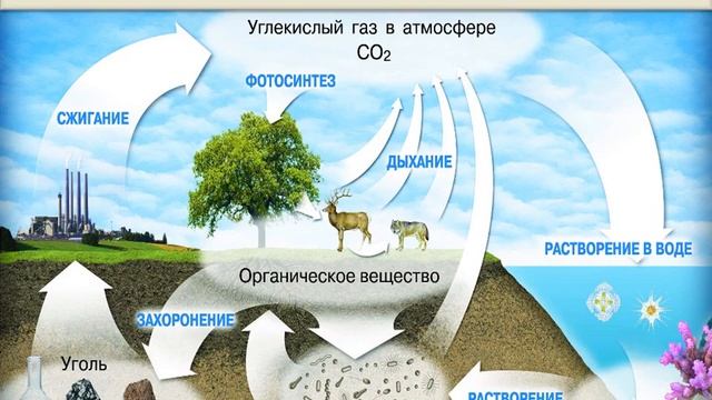 11 класс. Биология. Круговорот веществ в биосфере смотреть онлайн