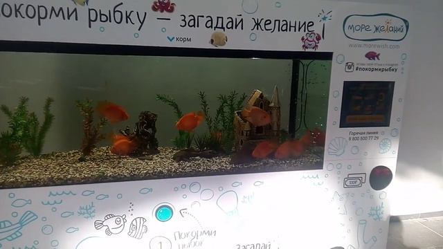 ТРЦ зеленопарк открылся мини океанариум