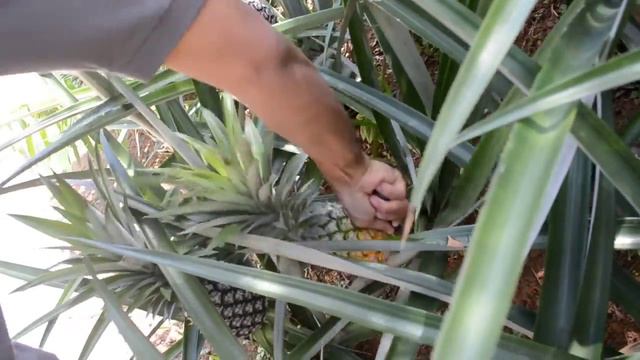 Как тайцы срезали мне ананас смотреть онлайн