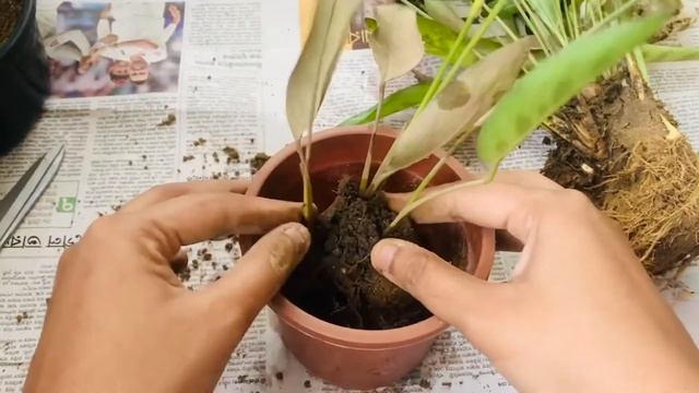 Potting, Propagation And Care Of Calathea || Calathea Leopardina || Indoor Plant ? || The GrowRoom