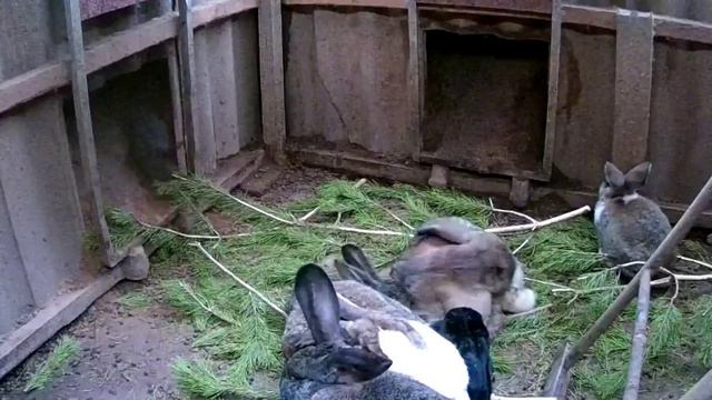 Кроличья яма. Видеонаблюдение. смотреть онлайн