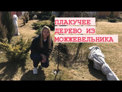 ФОРМИРУЮ ПЛАКУЧЕЕ ХВОЙНОЕ ДЕРЕВО ИЗ МОЖЖЕВЕЛЬНИКА _ СВОИМИ РУКАМИ.mp4 смотреть онлайн