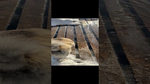 Акита осторожничает смотреть онлайн