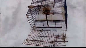 Ловушка на птиц! Как сделать автоматическую ловушку? Поймал синиц!