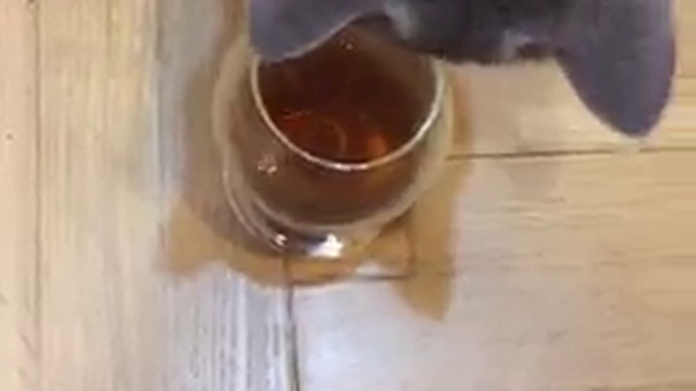 Кот дает оценку пиву смотреть онлайн