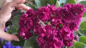 Фиалки (сенполии) - обзор сортов