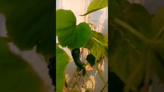 огурцы молодцы смотреть онлайн