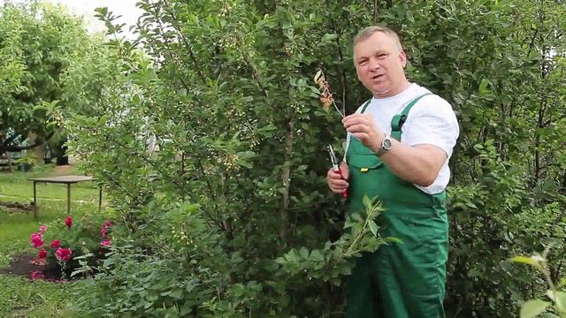 20 - Монилиальный ожог на плодовых деревьях. Профилактика и лечение смотреть онлайн