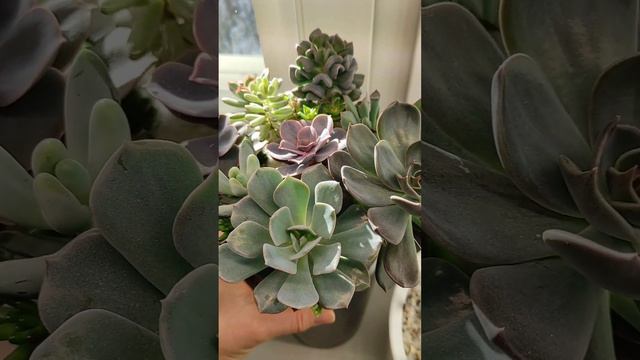 букет из суккулентов смотреть онлайн