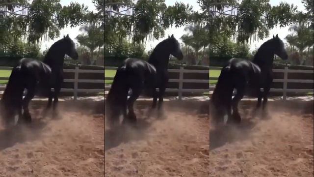 Красивые лошади / Beautiful horses смотреть онлайн